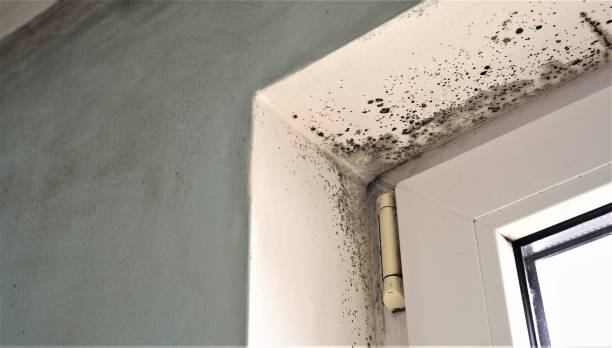 Trusted Butler, GA Mold Removal Experts