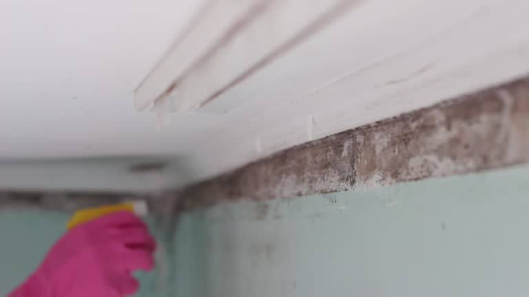 Mold Remediation for Vacation Homes in Butler, GA